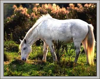 Pferderassen: Camargue-Pferd