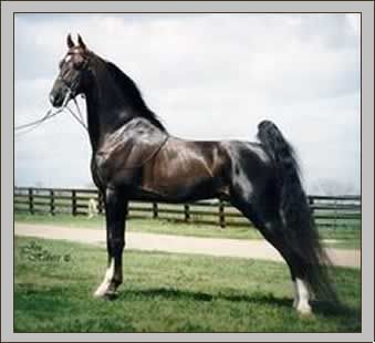 Pferderassen: American Saddlehorse, American Saddlebred