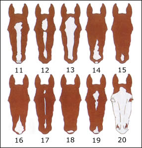 Pferde Anatomie Abzeichen 1