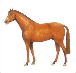 Anatomie der Pferde - Farbe  Fuchs