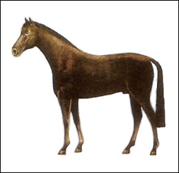 Anatomie der Pferde - Farbe  Rappe