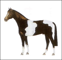 Anatomie der Pferde - Farbe  Schecke