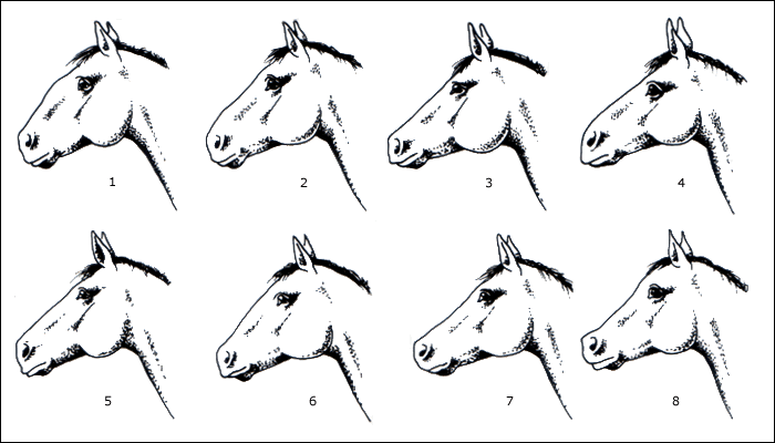 Pferde Anatomie Kopfformen