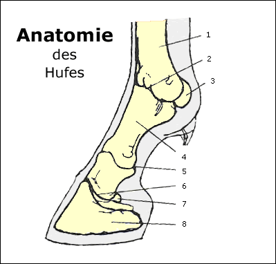 Anatomie Huf Pferde