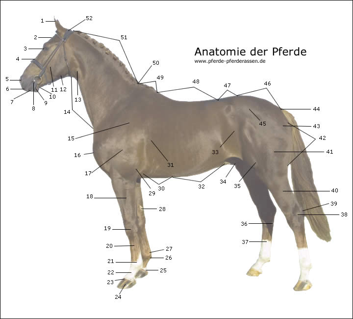Anatomie der Pferde